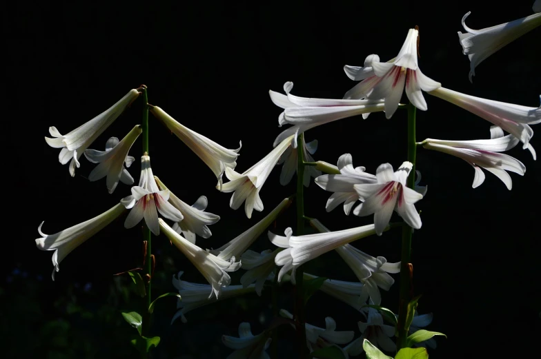 a group of white flowers against a black background, by Charles Billich, flickr, hurufiyya, big lilies, bells, late afternoon light, light pink tonalities