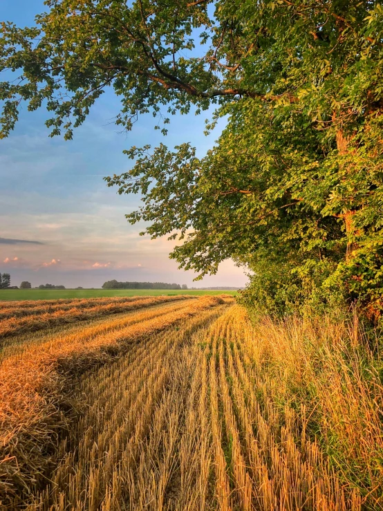 a field with a tree in the middle of it, a picture, by Karl Pümpin, shutterstock, mowing of the hay, late summer evening, some trees in the corner, iowa