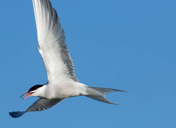 a bird that is flying in the sky, by Robert Jacobsen, flickr, long thick shiny black beak, detailed white, charlize, reddish