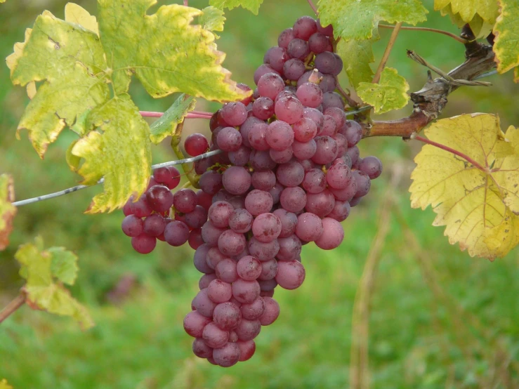 a bunch of grapes hanging from a vine, by Karl Völker, flickr, maroon, grayish, “organic, rose