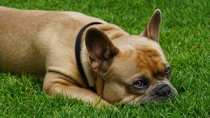 a brown dog laying on top of a lush green field, by Dietmar Damerau, pixabay, french bulldog, no words 4 k, head macro, widescreen