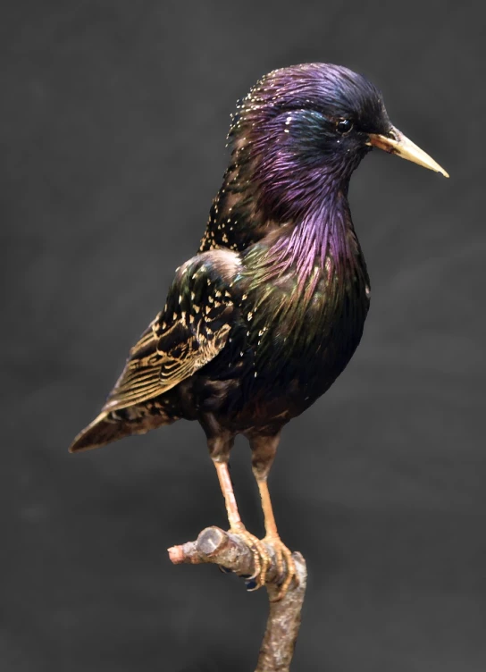 a black and purple bird sitting on top of a tree branch, by Victor Noble Rainbird, featured on zbrush central, photorealism, realistic glass sculpture, spotted ultra realistic, head and full body view, rich iridescent colors