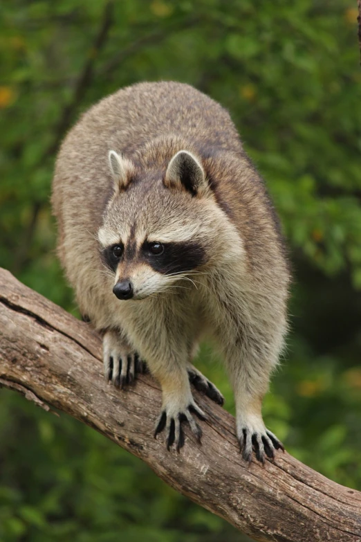 a raccoon standing on top of a tree branch, a photo, by Edward Corbett, istock, sharp claws close up, various posed, version 3