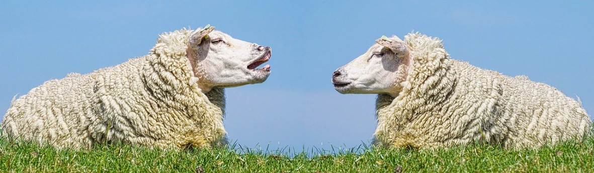 a couple of sheep standing on top of a lush green field, by Jan Rustem, pixabay, romanticism, diptych, yawning, clemens ascher, mirrored