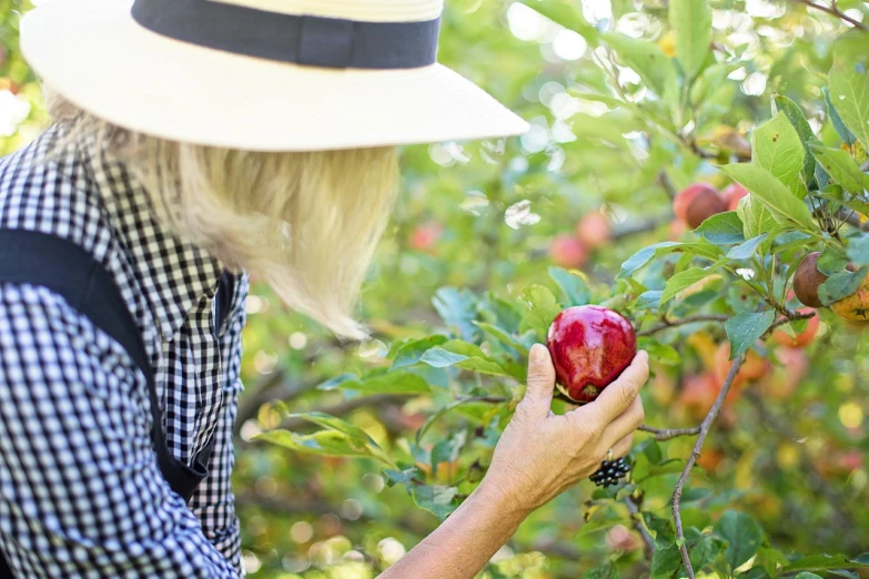 a woman picking an apple from a tree, by Pamela Drew, pexels, fine art, 5 5 yo, a handsome, 🤬 🤮 💕 🎀, no crop