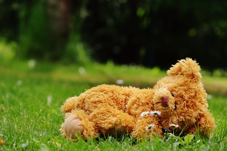 a brown teddy bear laying in the grass, screensaver, toy photo, relaxing after a hard day, flower power