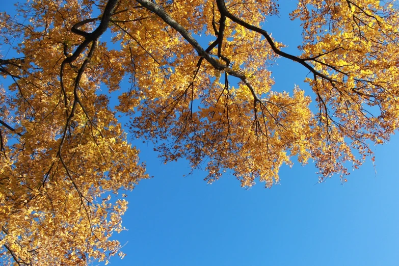 a tree with yellow leaves against a blue sky, a picture, inspired by Saitō Kiyoshi, overhead canopy, overhanging branches, leaves falling, golden glow