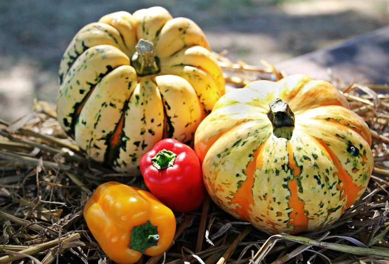 a pile of vegetables sitting on top of a pile of hay, a picture, pixabay, realism, pumpkin patch, red black white golden colors, high res photo, taken with a canon dslr camera