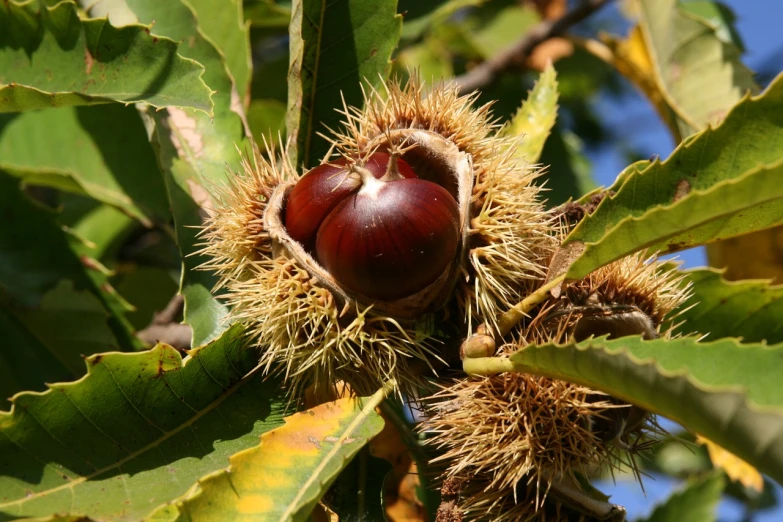a close up of a nut on a tree, hurufiyya, chestnut hair, stuffed, flash photo