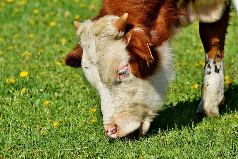 a brown and white cow standing on top of a lush green field, a picture, by David Simpson, pixabay, photorealism, licking out, closeup at the food, side view close up of a gaunt, with a white muzzle