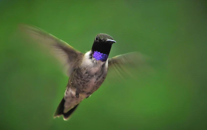 a bird that is flying in the air, a macro photograph, by Jan Rustem, shutterstock, purple and green colors, long thick shiny black beak, hummingbirds, top down photo