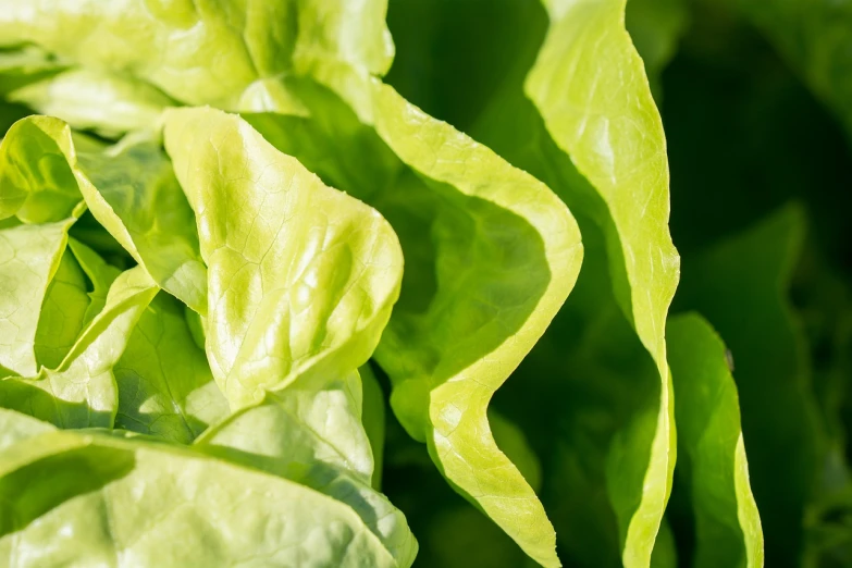 a close up of a bunch of lettuce, a macro photograph, shutterstock, warm sunshine, closeup photo, green flags, stock photo