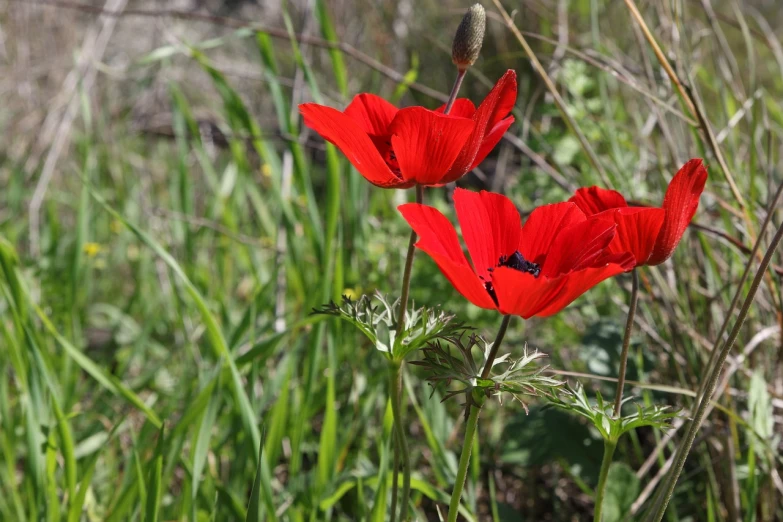 a couple of red flowers sitting on top of a lush green field, by Stefan Gierowski, hurufiyya, anemones, wild foliage, spring flowers, red and black colors