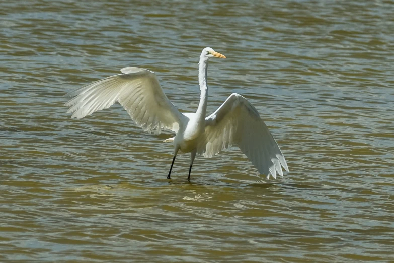 a large white bird standing on top of a body of water, a portrait, by Arnie Swekel, flickr, waving, standing!!, dynamic!!, louisiana