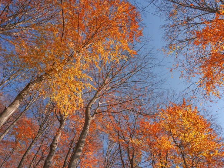 a group of trees that are next to each other, inspired by Tom Thomson, shutterstock, low angle dimetric composition, strong blue and orange colors, color ( sony a 7 r iv, flaming leaves