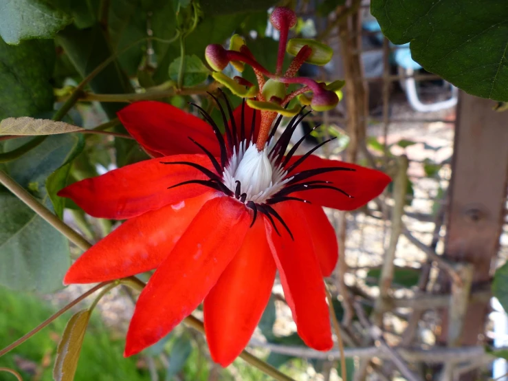 a close up of a red flower on a tree, by Robert Brackman, flickr, hurufiyya, passion flower, red white and black colors, in a red dish, but very good looking”