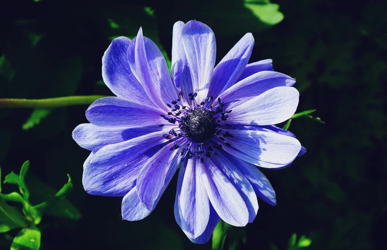 a close up of a purple flower with green leaves, by Anna Haifisch, anemones, 🌸 🌼 💮, blue sunshine, version 3