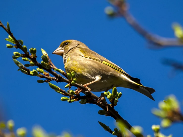 a bird sitting on top of a tree branch, by Peter Churcher, pixabay, yellow and olive color scheme, 1 female, springtime, sigma 85/1.2 portrait