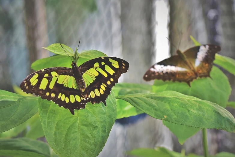 a couple of butterflies sitting on top of a green leaf, by Tom Carapic, happening, yellow and green, green and black color scheme, ; wide shot, outstretched wings