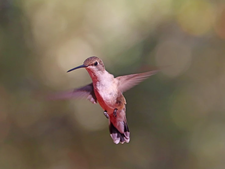 a bird that is flying in the air, a portrait, by Roy Newell, hummingbird, thick dust and red tones, immature, 1/1250s at f/2.8