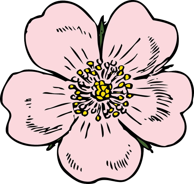 a pink flower on a white background, an illustration of, by Thomas Tudor, pixabay, arts and crafts movement, rose-brambles, high quality colored sketch, manuka, cartoonish vector style