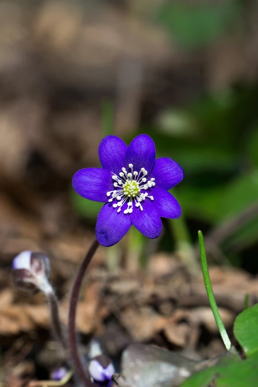 a close up of a purple flower on the ground, by Jim Nelson, hurufiyya, in a forest glade, anemones, closeup headshot, wikimedia