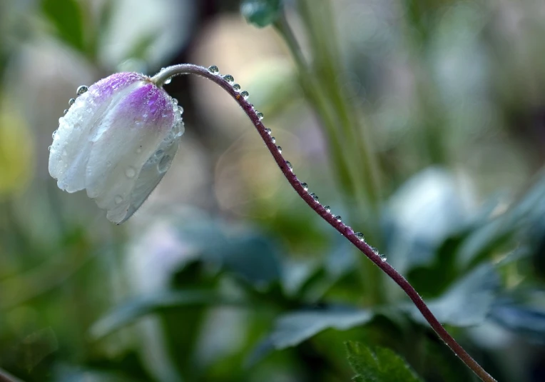 a close up of a flower with water droplets on it, flickr, romanticism, anemones, mirror dripping droplet, white and purple, finely detailed