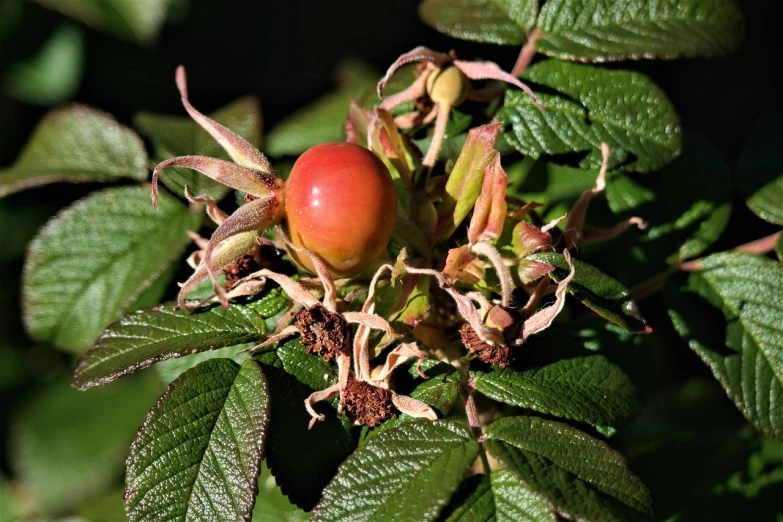 a close up of a flower on a plant, renaissance, wild berries, outdoor photo, rose twining, rhizomatic lifeform