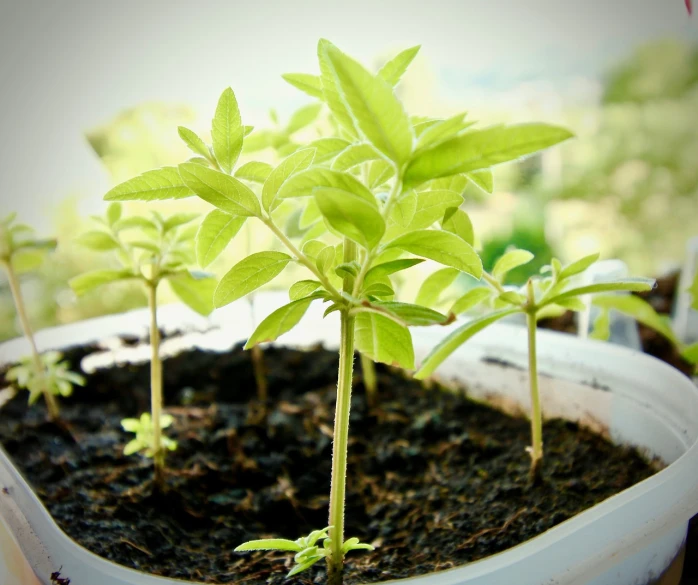 a close up of a plant in a pot, a photo, by Stefan Gierowski, shutterstock, seedlings, salvia droid, with fruit trees, vignette effect