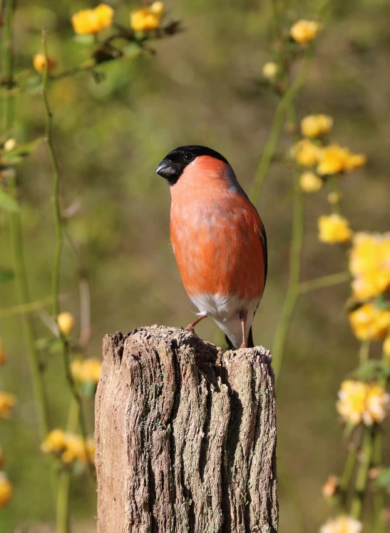 a small bird sitting on top of a tree stump, by Robert Brackman, flickr, beautiful man, orange fluffy belly, high res photo, male and female