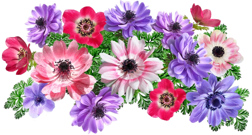 a close up of a bunch of flowers on a black background, a digital rendering, by Susan Heidi, flickr, anemones, panorama, garden flowers pattern, flowers on hair