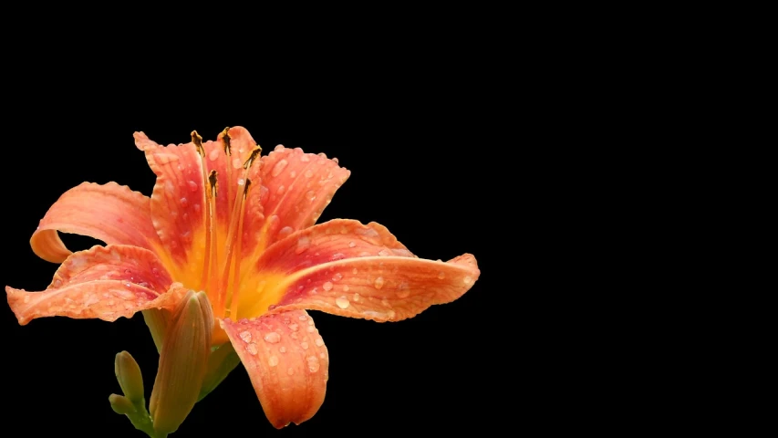 a single orange flower with water droplets on it, minimalism, lily flowers. 8 k, 15081959 21121991 01012000 4k, pink orange flowers, bright on black