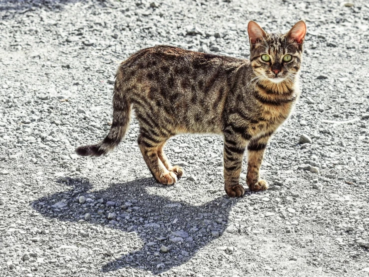 a cat that is standing in the dirt, by Jim Nelson, flickr, photorealism, on a parking lot, beautiful shadowing, tabaxi male, spotted