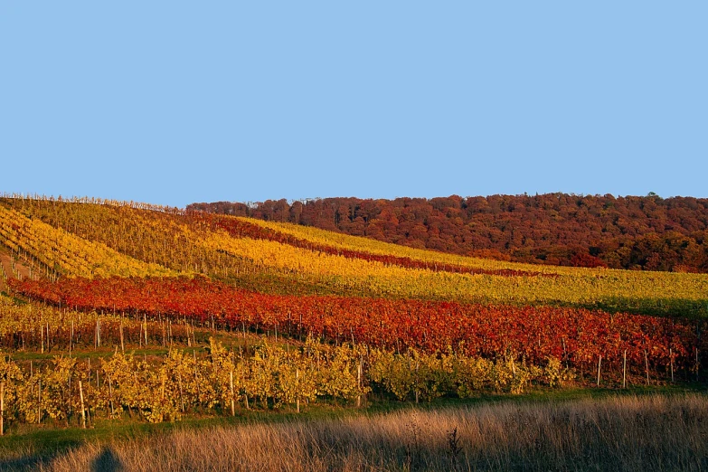 a field that has a bunch of trees in it, by Werner Gutzeit, flickr, color field, colorful vines, in the hillside, vertical orientation, fall