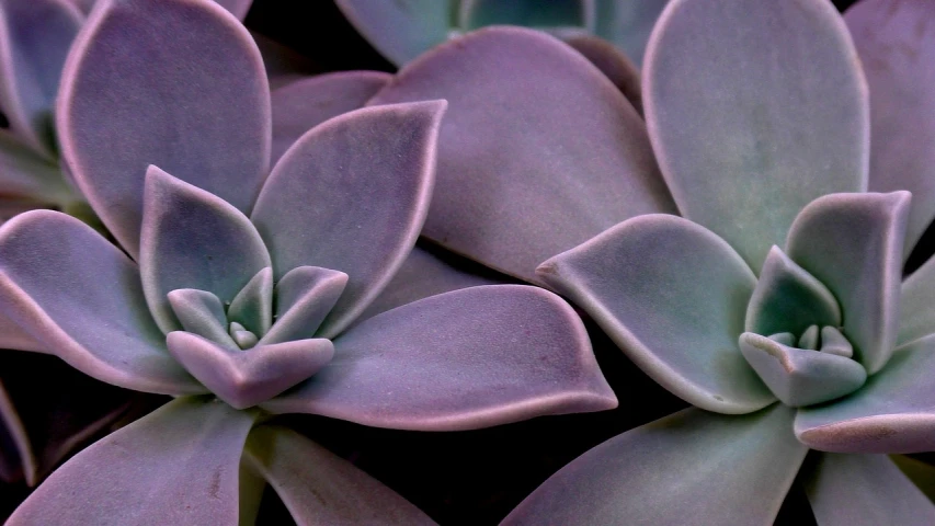 a group of purple succulents sitting next to each other, a macro photograph, mobile wallpaper, 3 4 5 3 1, plant patterns, blueish tones