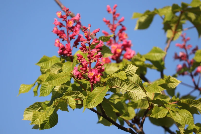 a bird sitting on top of a tree branch, hurufiyya, pink bees, elm tree, with colored flowers, often described as flame-like