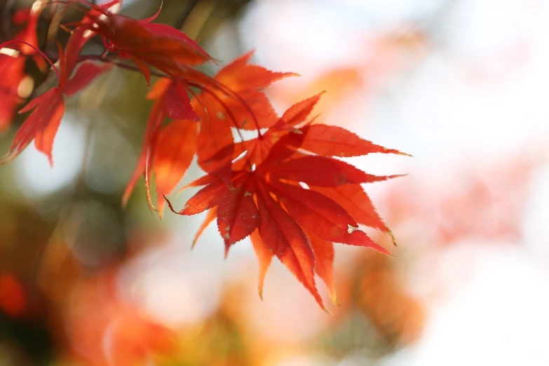 a close up of a branch of a tree with red leaves, a photo, by Maeda Masao, shutterstock, shin hanga, soft natural lighting, けもの, autumn maples, [ realistic photo ]!!