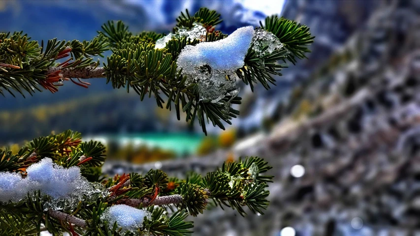 a close up of a pine tree with snow on it, a photo, flickr, precisionism, lago di sorapis, wet hdr refractions, jade, seasons!! : 🌸 ☀ 🍂 ❄