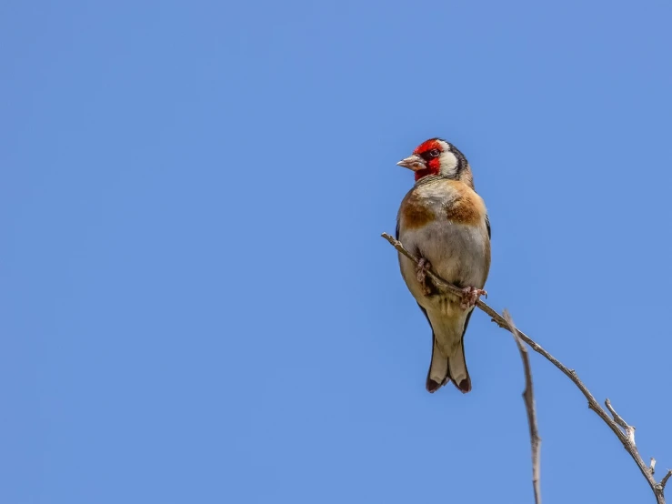 a bird sitting on top of a tree branch, trending on pixabay, bauhaus, with long antennae, pudenda, blue sky, red-eyed