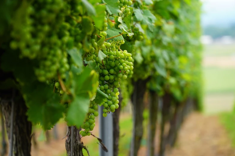 a bunch of green grapes hanging from a vine, pexels, renaissance, panels, bay area, !!beautiful!!, in a row