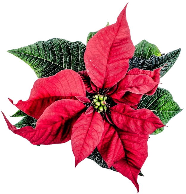 a red flower with green leaves on a black background, a colorized photo, by Kathleen Scott, christmas, seven pointed pink star, full device, various posed