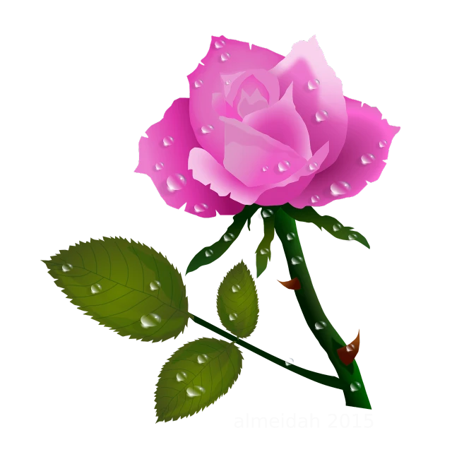 a pink rose with water droplets on it, a digital painting, by Nagasawa Rosetsu, romanticism, on a flat color black background, no gradients, glossy from rain, stems