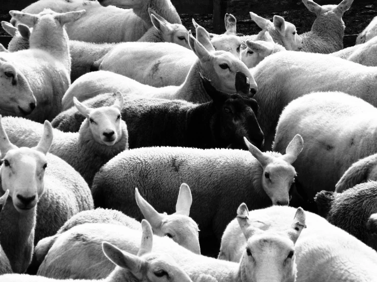 a herd of sheep standing next to each other, a black and white photo, by Raphaël Collin, precisionism, she is looking at us, whitehorns, aaaaaaaaaaaaaaaaaaaaaa, female looking