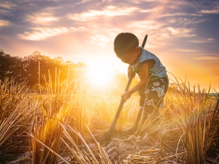 a little boy that is standing in the grass, a picture, pixabay contest winner, process art, beautiful raking sunlight, japanesse farmer, marsh, shot at golden hour