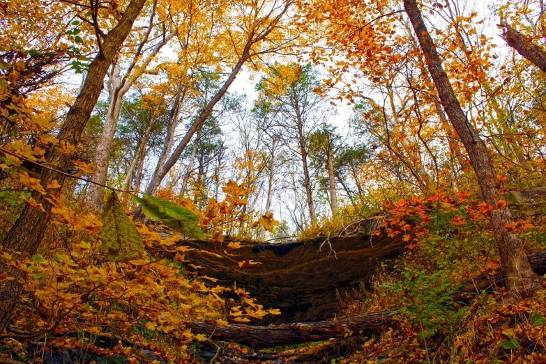 a fallen tree in the middle of a forest, a portrait, by David Small, flickr, rocky cliff, harvest fall vibrance, il, canopy