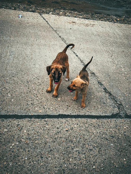 a couple of dogs standing next to each other on a sidewalk, by Emma Andijewska, playing, red puppils, lowres, 7 0 mm photo