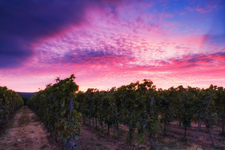 a sunset over a vineyard with vines in the foreground, a picture, by Alexander Fedosav, pink tinged heavenly clouds, low angle 8k hd nature photo, superwide angle, 3 4 5 3 1