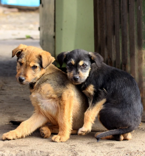 a couple of dogs sitting next to each other, a photo, by Matija Jama, shutterstock, poverty, hugging, pillar, puppies