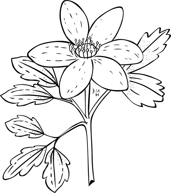 a black and white drawing of a flower, lineart, by Maxwell Bates, pixabay, hurufiyya, clematis like stars in the sky, single flat colour, [bioluminescense, garis edelweiss