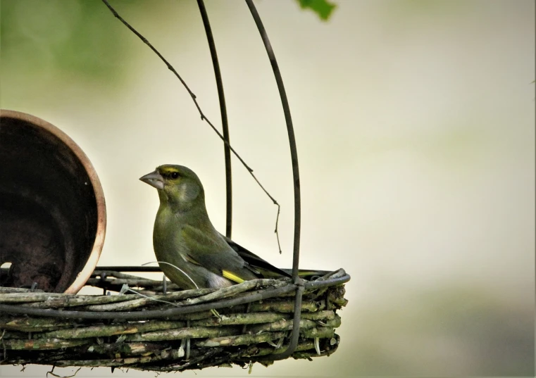 a bird sitting on top of a bird feeder, a picture, by Dietmar Damerau, pixabay, nest is made of sticks, full of greenish liquid, high res photo, olive